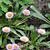 Erigeron 'Four Winds'