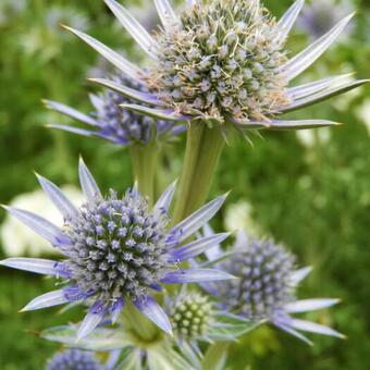 Eryngium bourgatii