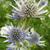 Eryngium bourgatii