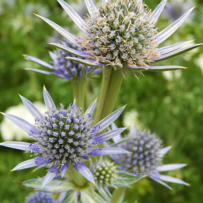 Kruisdistel - Eryngium bourgatii