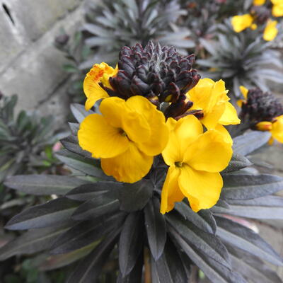 Muurbloem, Steenraket - Erysimum linifolium 'Fragrant Sunshine'