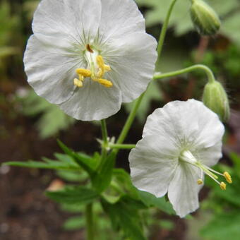 Geranium phaeum 'Album'