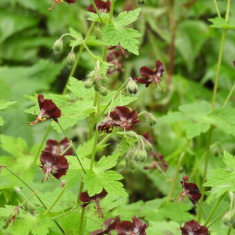 Geranium phaeum ‘Springtime’