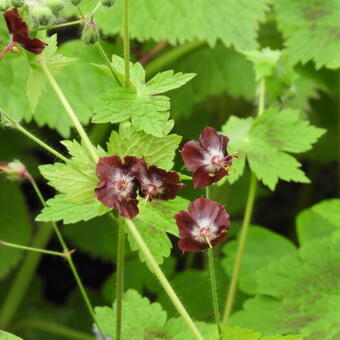 Geranium phaeum ‘Springtime’