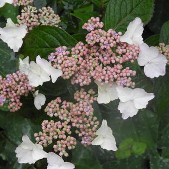 Hydrangea serrata 'Intermedia'