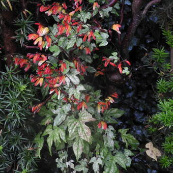 Ipomoea lobata