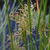 Juncus effusus