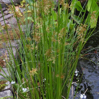 Juncus effusus