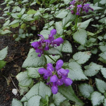 Lamium maculatum 'Beacon Silver'