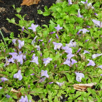 Mazus reptans