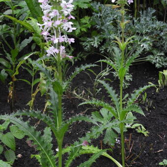 Morina longifolia