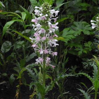 Morina longifolia