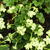 Nicotiana alata 'Lime Green'