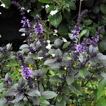 Ocimum basilicum 'Magic Mountain'