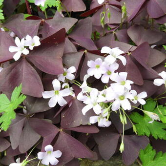 Oxalis triangularis