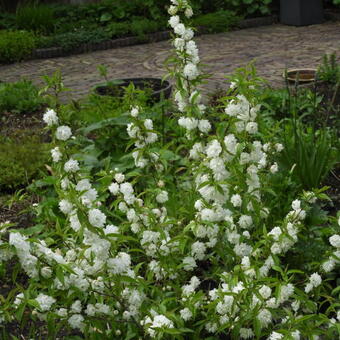 Prunus glandulosa 'Alba Plena'