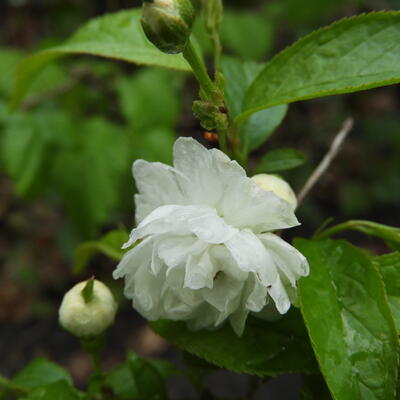 Witte amandel - Prunus glandulosa 'Alba Plena' 