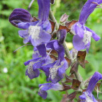 Salvia forsskaolei