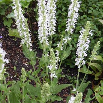 Salvia nemorosa 'Schneehügel'