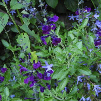 Salvia 'Nachtvlinder'