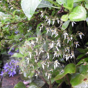 Saxifraga stolonifera 'Japon'