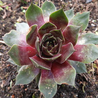 Sempervivum