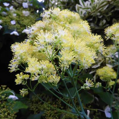 Poelruit/Ruit - Thalictrum flavum subsp. glaucum