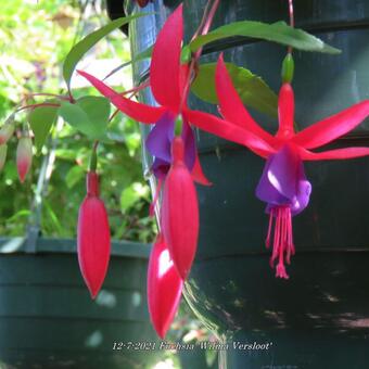 Fuchsia 'Wilma Versloot'