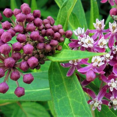 Zijdeplant - Asclepias incarnata 'Cinderella'