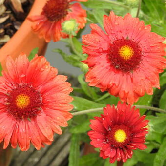 Gaillardia x grandiflora 'MESA Red'