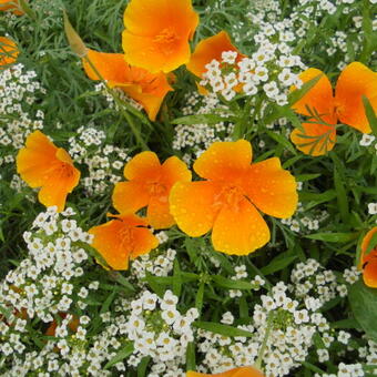 Eschscholzia californica