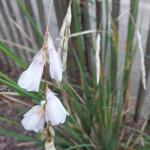 Dierama 'Pink Rocket' - Engelenhengel, Klokkengraslelie