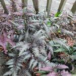 Athyrium niponicum pictum 'Burgundy Lace' - Wijfjesvaren, Japanse varen