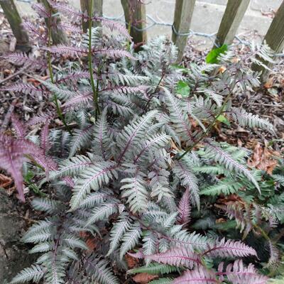 Wijfjesvaren, Japanse varen - Athyrium niponicum pictum 'Burgundy Lace'