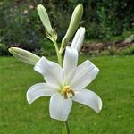 Lilium candidum - Madonnalelie