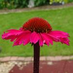 Echinacea purpurea 'SENSATION Pink' - Rode zonnehoed