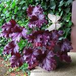 Heuchera 'Shanghai' - Purperklokje