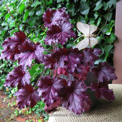 Purperklokje - Heuchera 'Shanghai'