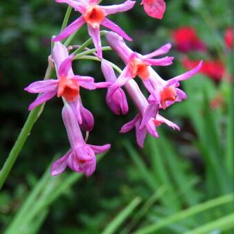 Tulbaghia 'Moya'