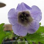 Nicandra physalodes 'Black Pod' - Zegekruid