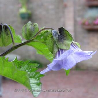 Nicandra physalodes 'Black Pod'