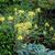 Allium flavum