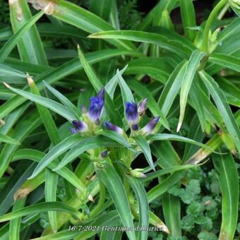 Gentiana dahurica