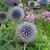 Echinops ritro