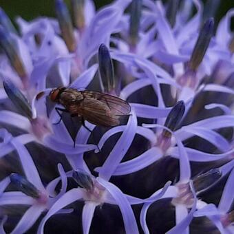 Echinops ritro