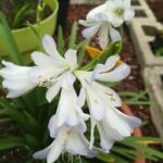 Agapanthus 'Silver Baby' - Afrikaanse lelie