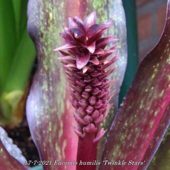 Eucomis humilis 'Twinkle Stars'