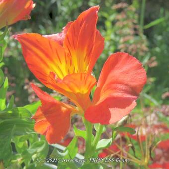 Alstroemeria 'PRINCESS Elaine'