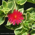 Aptenia cordifolia 'Variegata' - IJskruid, Sodaplant