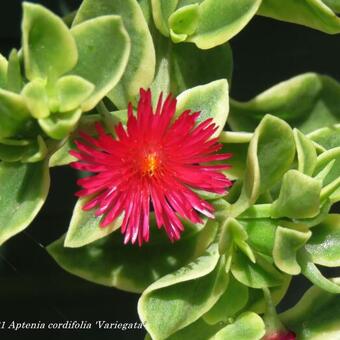 Aptenia cordifolia 'Variegata'